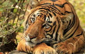 Mtaħleb zoo owner to sell 21 tigers on Maltapark