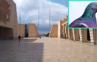 ‘Are we in charge now?’ ask Valletta’s pigeons