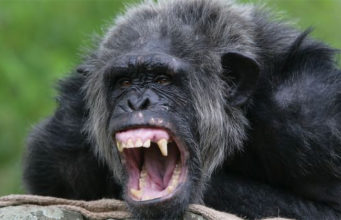 Xarabank to be replaced by chimps throwing shit at each other