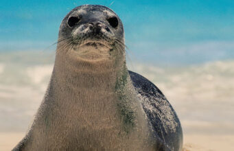 All beaches in Malta closed after monk seal poops in sea
